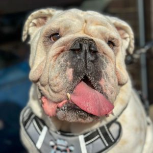 Diesel, the English bulldog and studio companion to Andrew French.